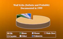 Wolf kills documented in 1999 - graphic Image