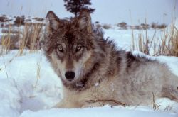 Collared wolf from the Druid pack Image