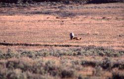 Wolf feeding on carcass near Tower Junction Image