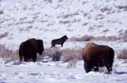 Wolf near bison Image