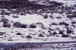 Wolf at Blacktail Lakes Image