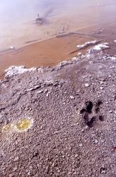 Wolf track at Emerald Spring in the Norris Geyser Basin Image