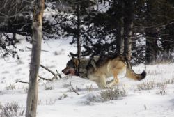 Wolf near Blacktail Pond Image