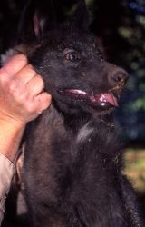 Mark Johnson holding wolf pup Photo