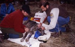 Mark Johnson & Joe Fontaine processing wolf -9 in Red Lodge, Montana Photo