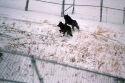 Wolf -36 & -35 in Blacktail pen Photo