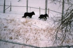 Wolf -35 & -36 in Blacktail pen Photo