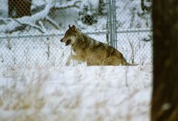 Wolf in Crystal Creek pen Photo