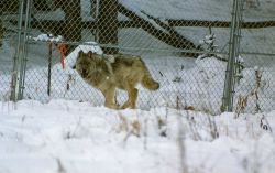 Wolf in Crystal Creek pen Photo