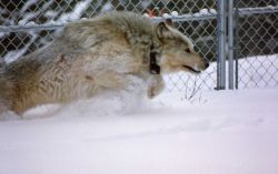 Wolf in Rose Creek pen Photo