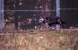 Wolf -9 in the Rose Creek pen Photo