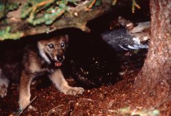 1996 Soda Butte wolf pup in den in the Crystal Bench pen Image