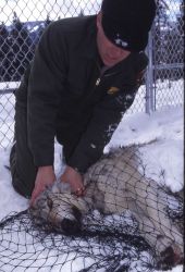 Mike Phillips handling wolf at Rose pen Photo