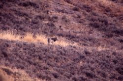 Memer of the Druid wolf pack in Lamar Valley Photo