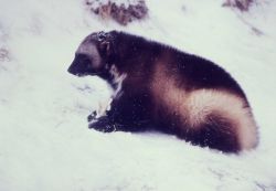 Wolverine in snow Photo