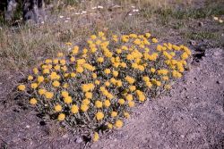 Yellow buckwheat (Eriogonum flavum) Image