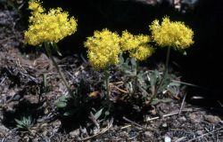 Yellow buckwheat (Eriogonum flavum) Image