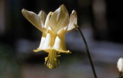 Yellow columbine (Aquilegia flavescens) Image