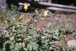 Yellow columbine (Aquilegia flavescens) Image