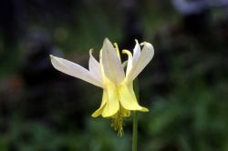 Yellow columbine (Aquilegia flavescens) Image