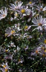 Aster Image