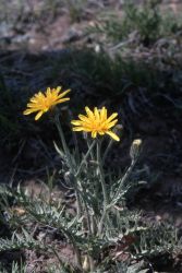 Low Hawk's Beard Image