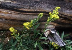 Goldenrod Image