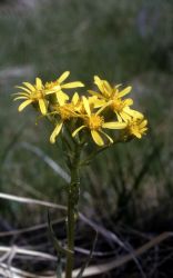 Groundsel Image