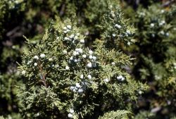 Rocky Mountain juniper (Juniperus scopulorum) berries Image