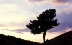 Rocky Mountain juniper (Juniperus scopulorum) & sunset near Mammoth Hot Springs Image