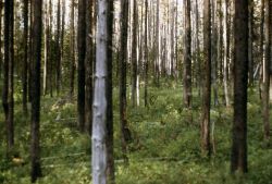 Lodgepole pine (Pinus contorta var. latifolia) forest near Bechler Meadows Image