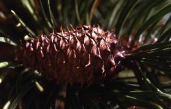 Lodgepole pine (Pinus contorta var. latifolia) cone Image