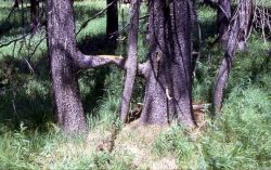 Lodgepole pines (Pinus contorta var. latifolia) near Bridge Bay Image
