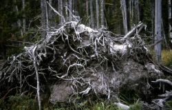Lodgepole pine (Pinus contorta var. latifolia) showing shallow roots Image