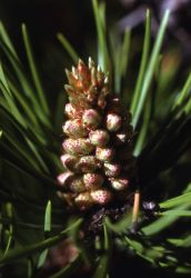 Lodgepole pine (Pinus contorta var. latifolia) male cone Image
