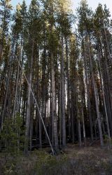Lodgepole pine (Pinus contorta var. latifolia) stand Image
