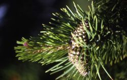 Lodgepole pine (Pinus contorta var. latifolia) with immature cones Image