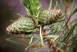 Lodgepole pine (Pinus contorta var. latifolia) cones & branch Image