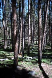 Lodgepole pine (Pinus contorta var. latifolia) forest near Inspiration Point Image