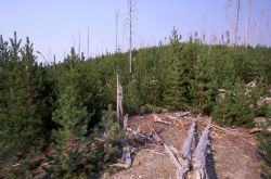 Lodgepole pine (Pinus contorta var. latifolia) regrowth at Norris Geyser Basin Image