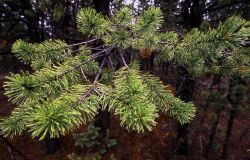 Lodgepole pine (Pinus contorta var. latifolia) along the Canyon-Norris road Image