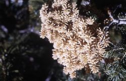 Yellow witches broom on Engelmann spruce (Picea engelmannii var. engelmannii) Image