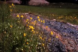 Yellow monkey-flower (Mimulus guttatus) Image