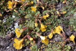 Yellow monkey-flower (Mimulus guttatus) Image