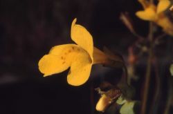 Yellow monkey-flower (Mimulus guttatus) Image