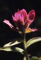 Rhexia-leaved paintbrush (Castilleja rhexifolia) Image