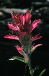 Rhexia-leaved paintbrush (Castilleja rhexifolia) Image