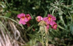 Lewis' monkey-flower (Mimulus lewisii) Image