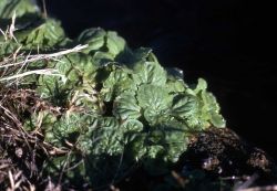 Yellow monkey-flower (Mimulus guttatus) rosettes in winter Image