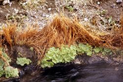 Yellow monkey-flower (Mimulus guttatus) rosettes in winter Image